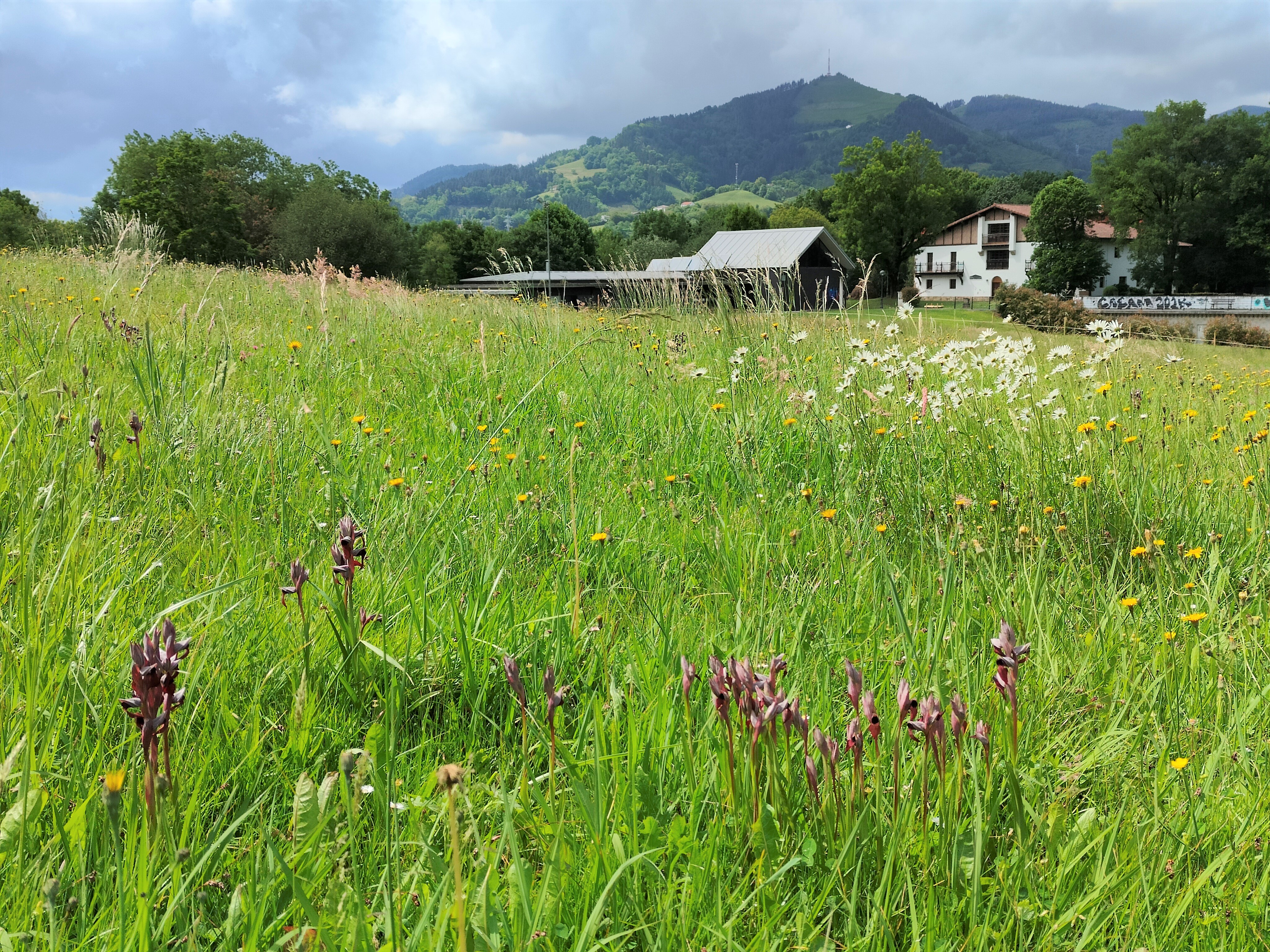 El prado para la guadaña, a favor de la biodiversidad